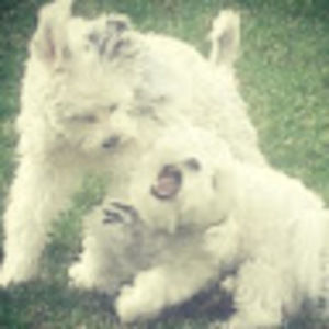 Meet your Posher, Jazz